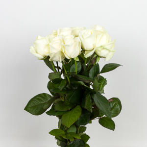 10x Rosa avalanche+ 40cm