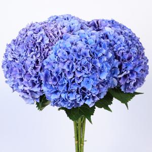 10x Hydr.royal parade 80cm
