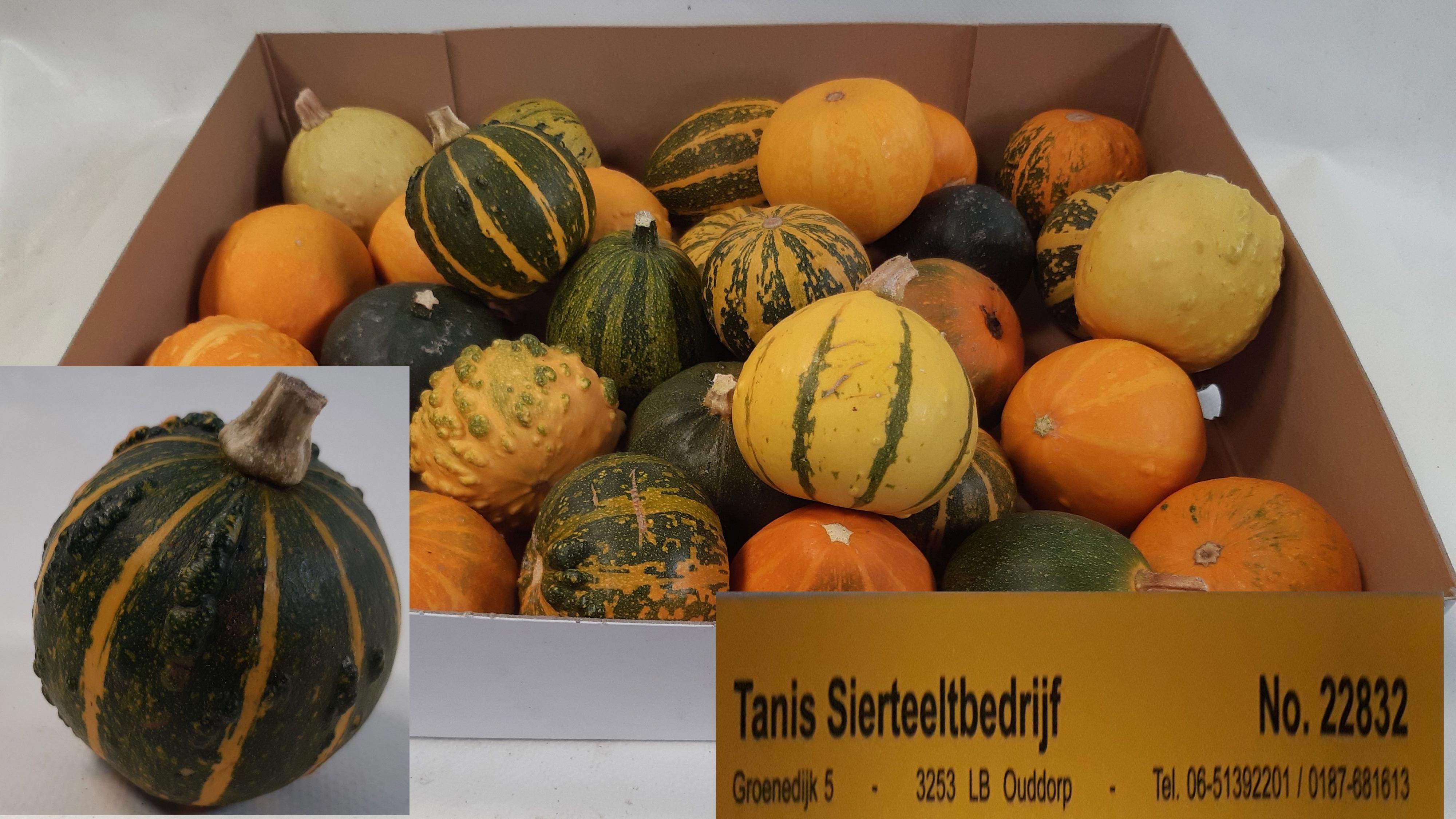 30x Sf cucurbita pepo mix var.