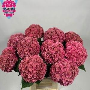 10x Hydr.rodeo classic 60cm