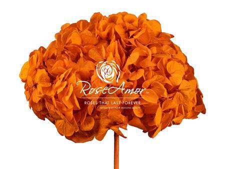 1x Dc pres.hydr.orange