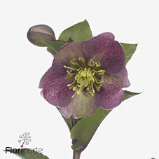 10x Helleborus cassic grace 30cm