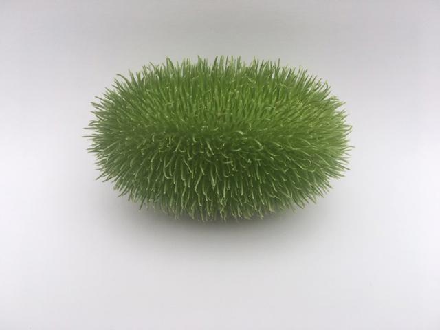 35x Sf cucumis maureen