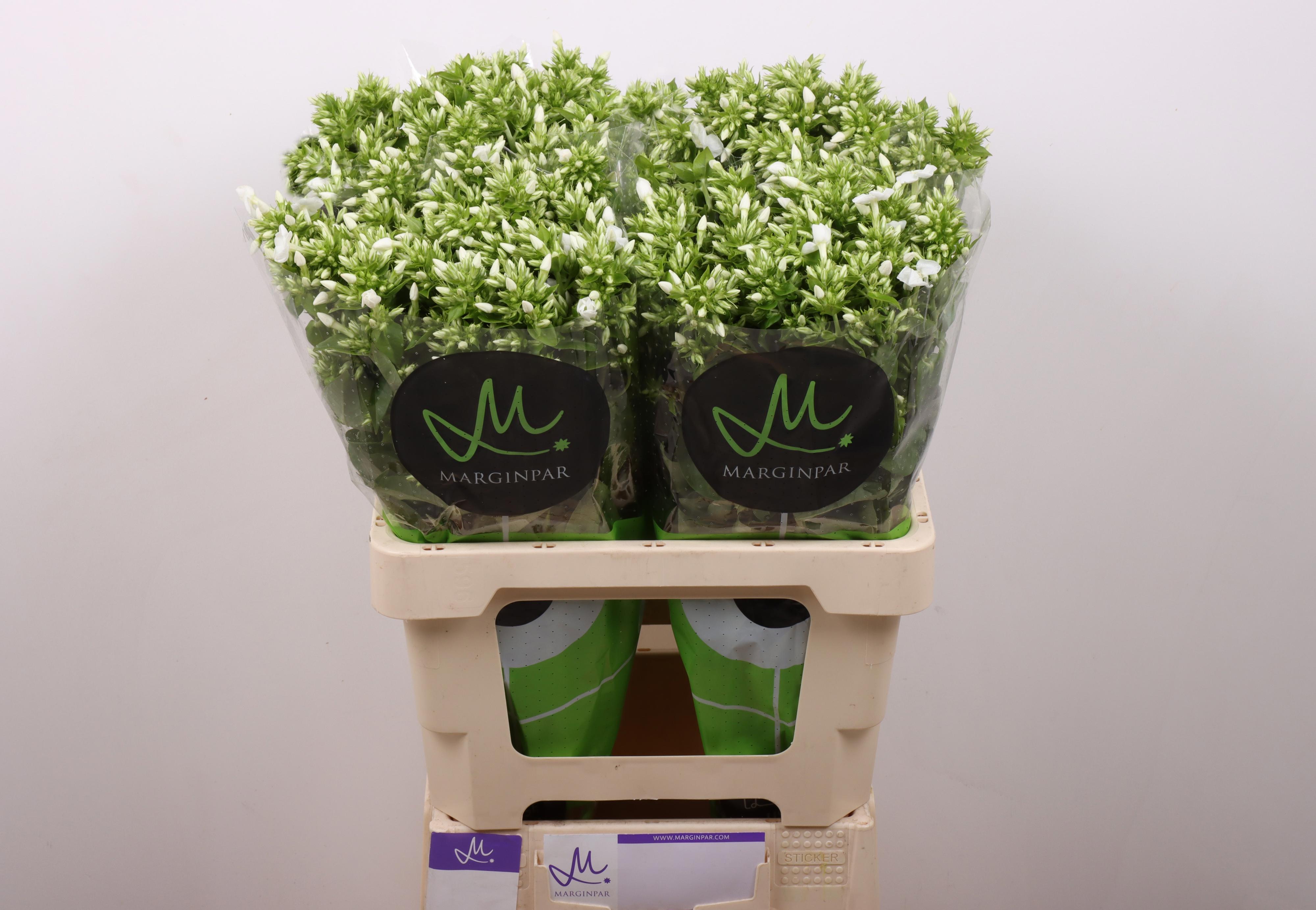 25x Phlox icecap 60cm