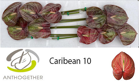 10x Anth.caribean 10cm