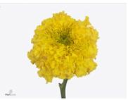 10x Tagetes coco yellow 80cm