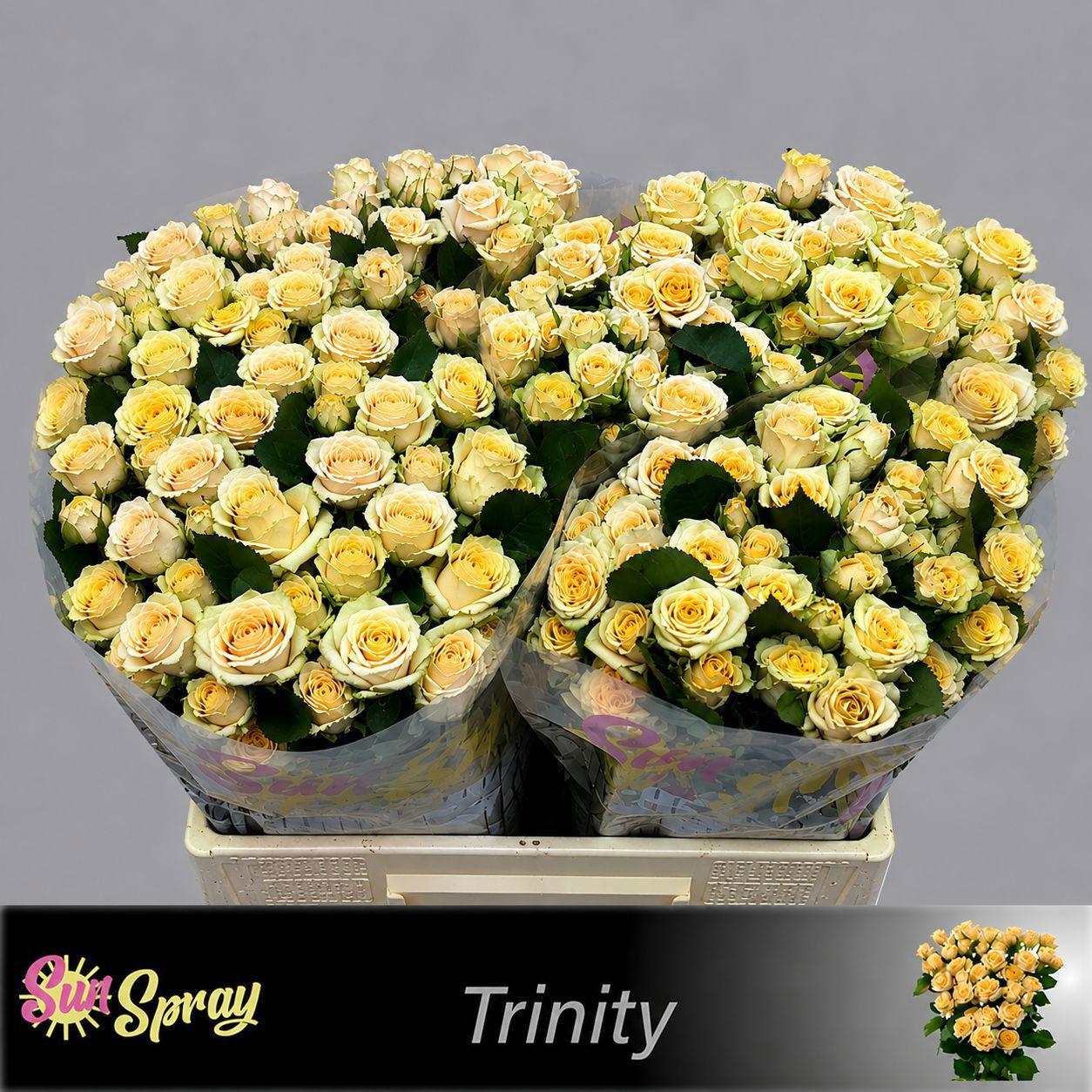 10x Rosa trinity 40cm