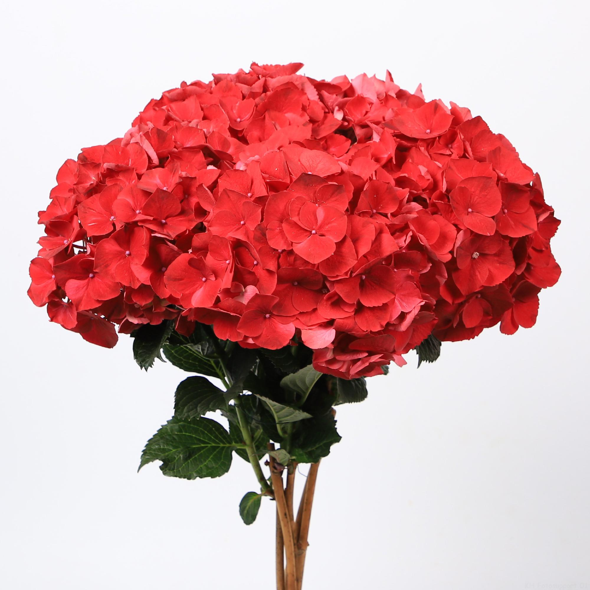 10x Hydr.mag.rubyred 60cm