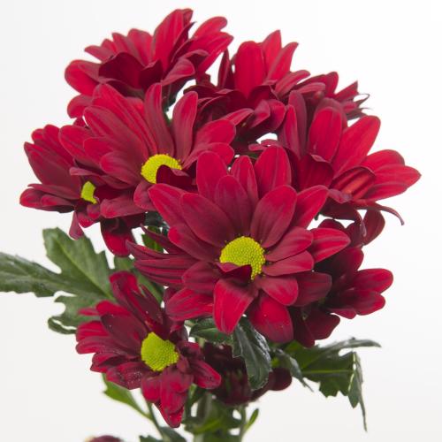 10x Chrysant barolo 70cm