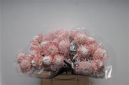 10x Leucos.(v) white 40cm