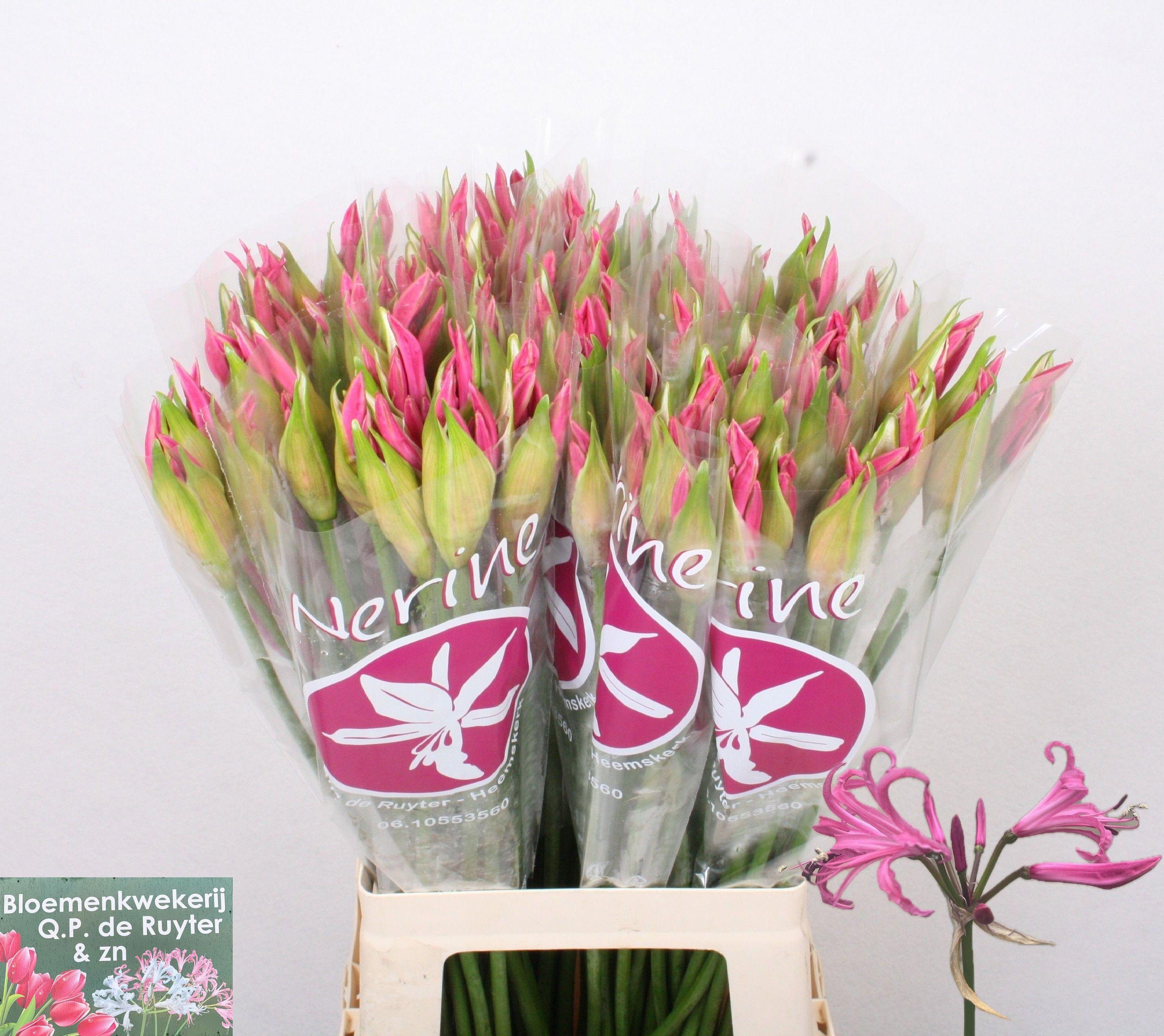 10x Nerine ras van roon 60cm