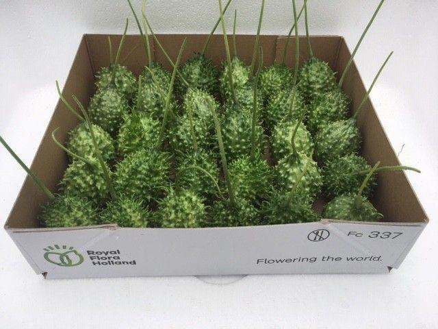 30x Sf cucumis ice tea green