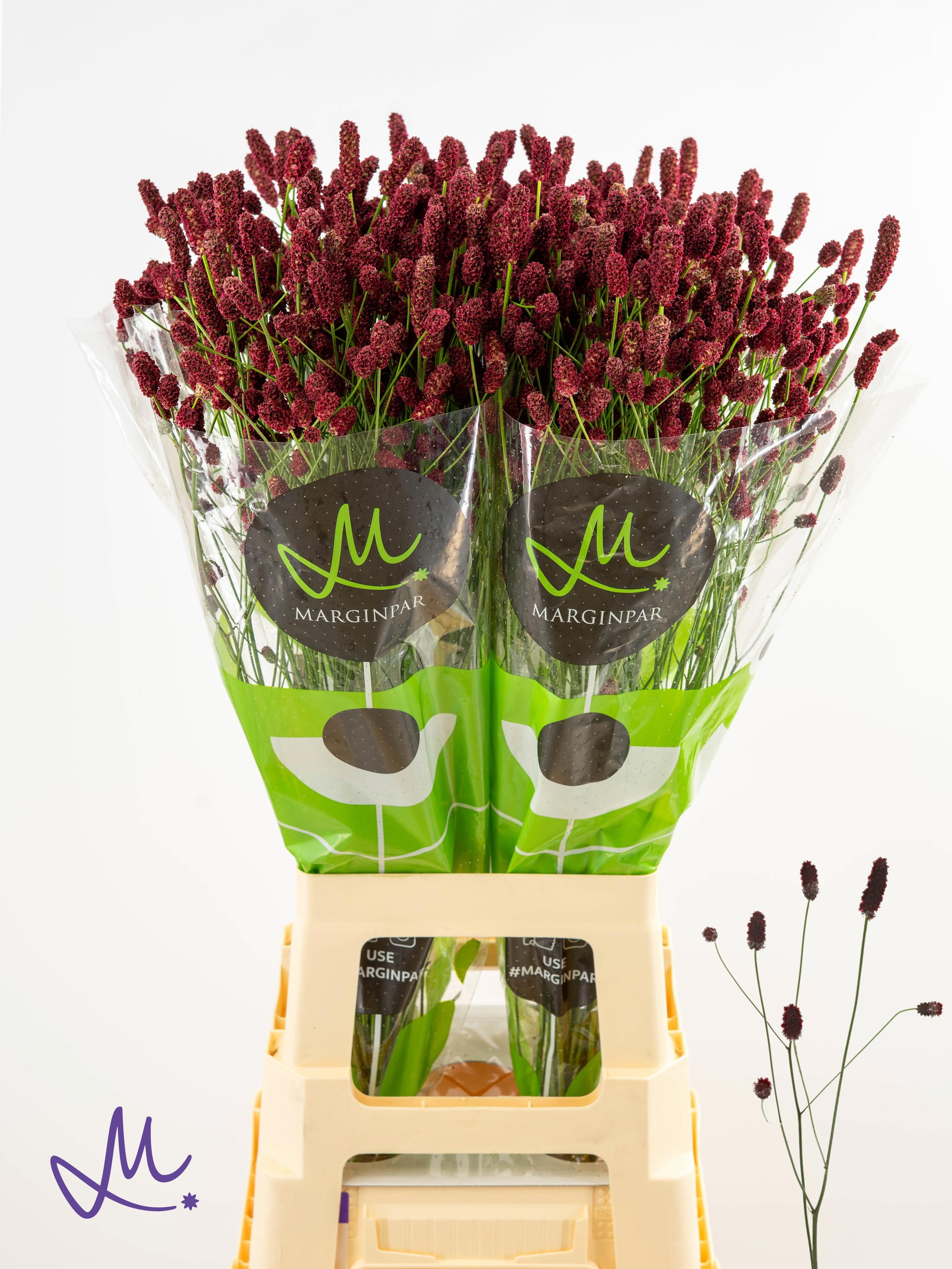 25x Sanguisorba red dream 80cm