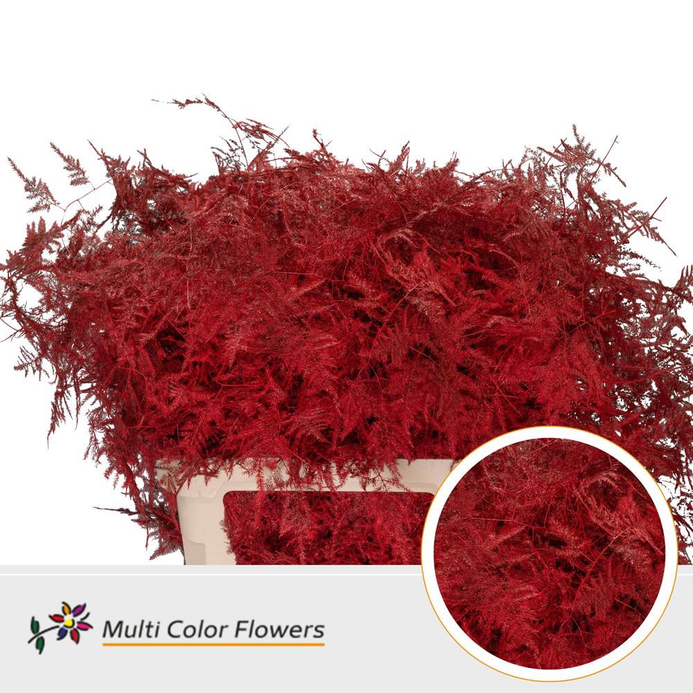 50x Aspar.lang get. rood 80cm