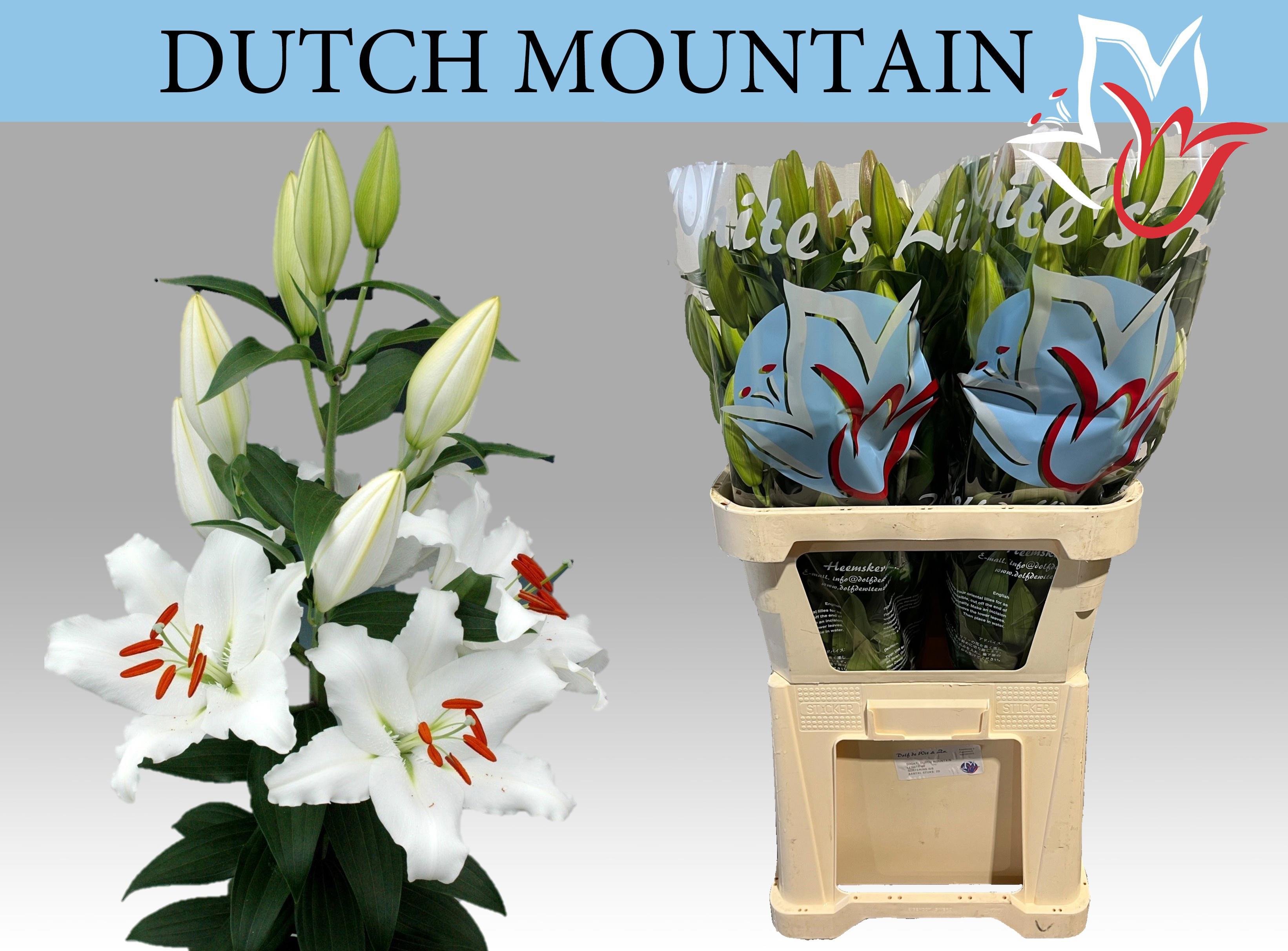 10x Lil.dutch mountain 80cm