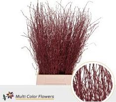 10x Tk betula bordeaux 70cm