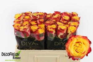 20x Rosa sunset x-pression 50cm