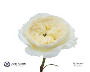24x Rosa david austin patience 50cm