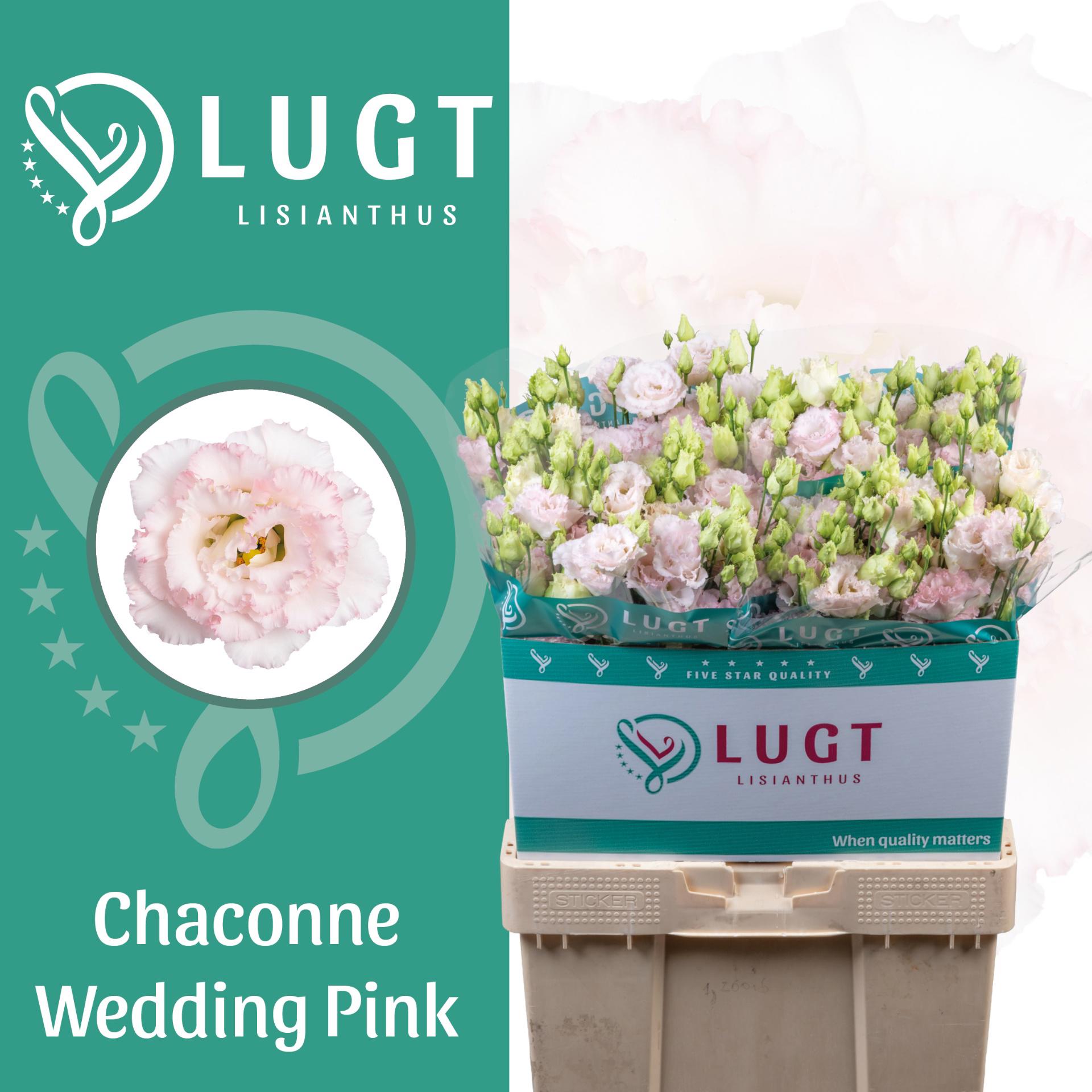 10x Eust.chaconne wedding pink du 70cm