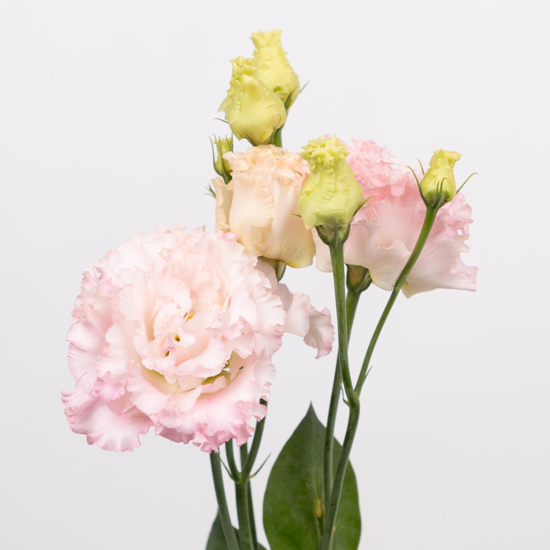 10x Eust.alissa hanoi pink du 70cm