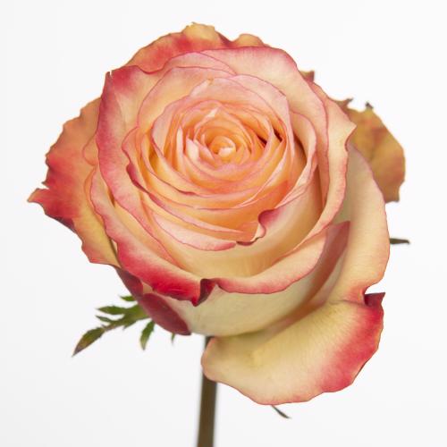20x Rosa attraction 40cm