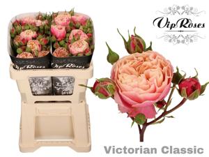 10x Rosa victorian classic@ 50cm