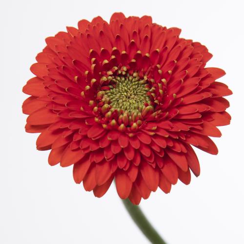 60x Germ.pomponi amore 40cm