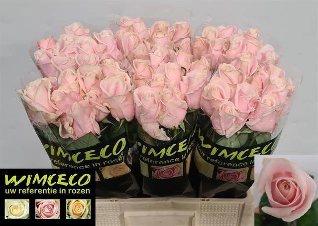 10x Rosa sweet avalanche+ 60cm