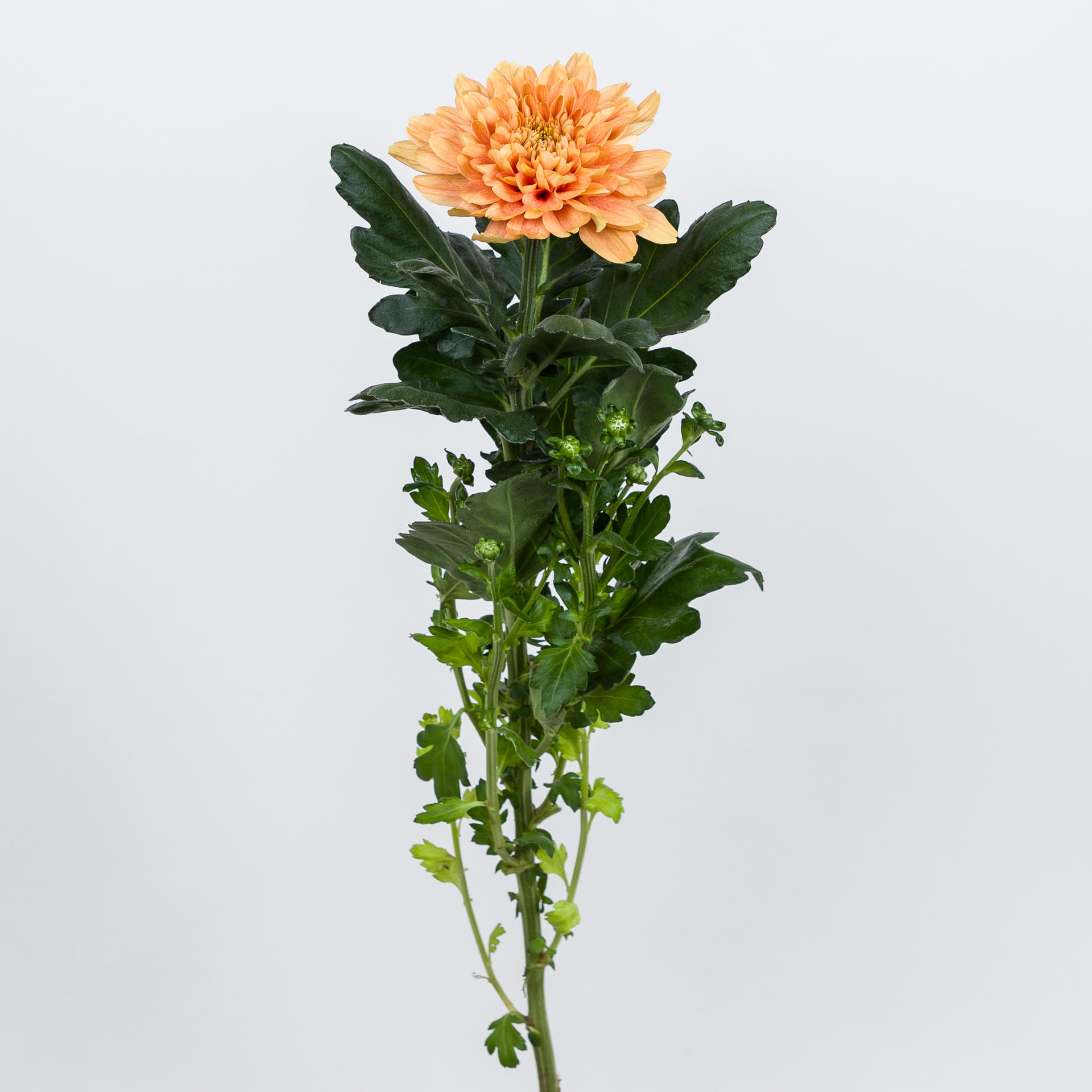 10x Chrysant kalimba orange g 70cm