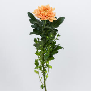 10x Chrysant kalimba orange 70cm