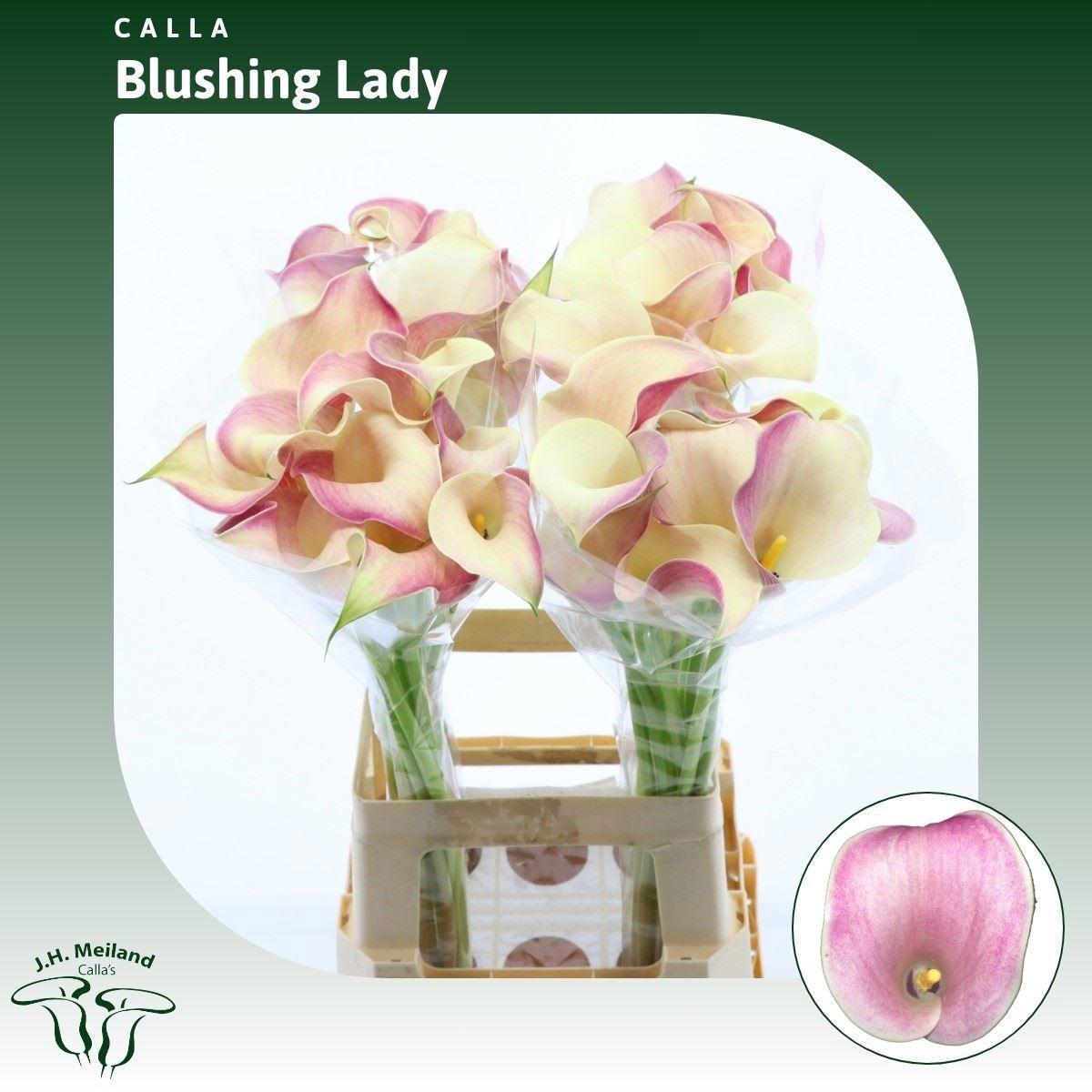 10x Zant.blushing lady 70cm