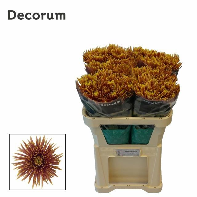 10x Chrysant saffina dark 70cm