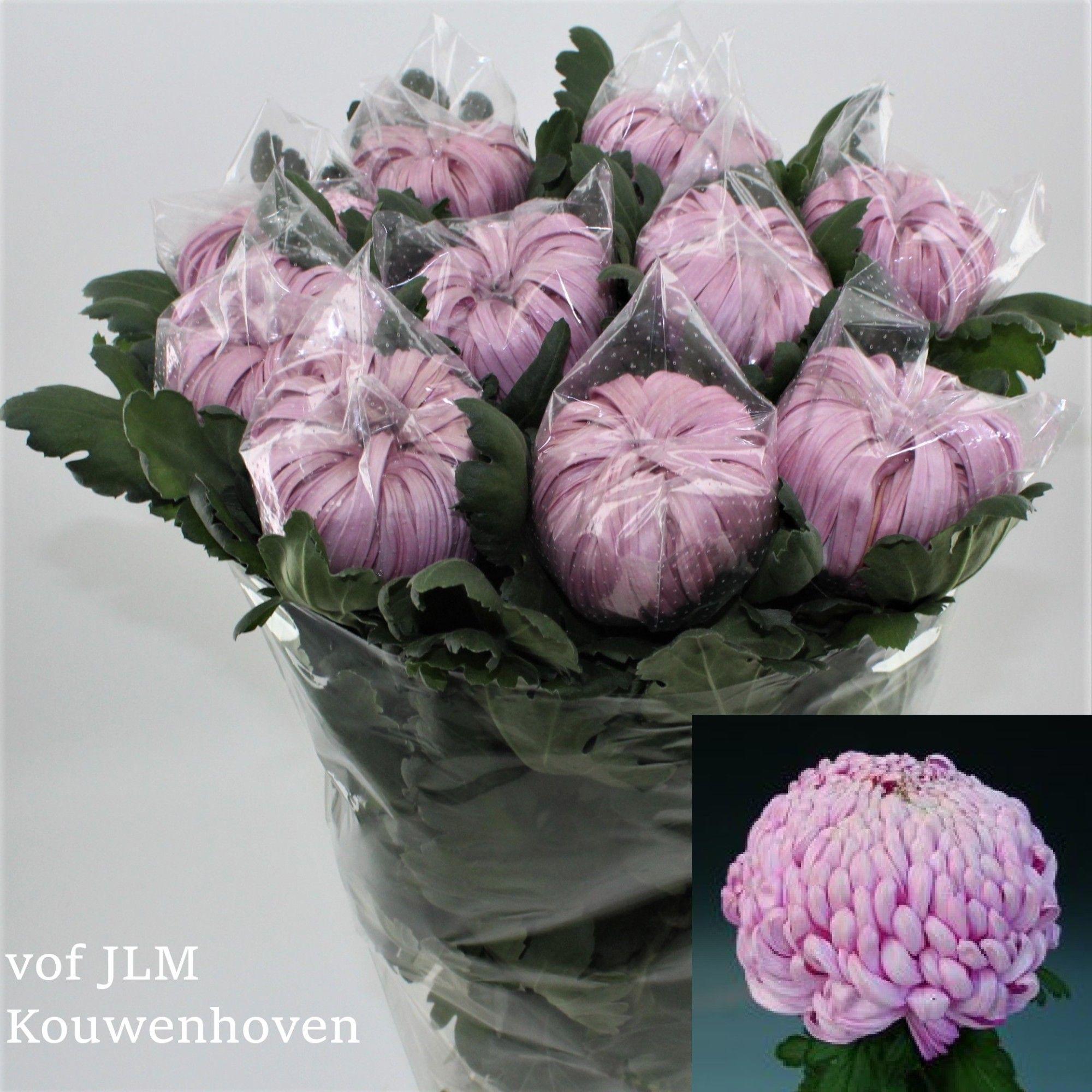 10x Chrysant vienna pink 80cm