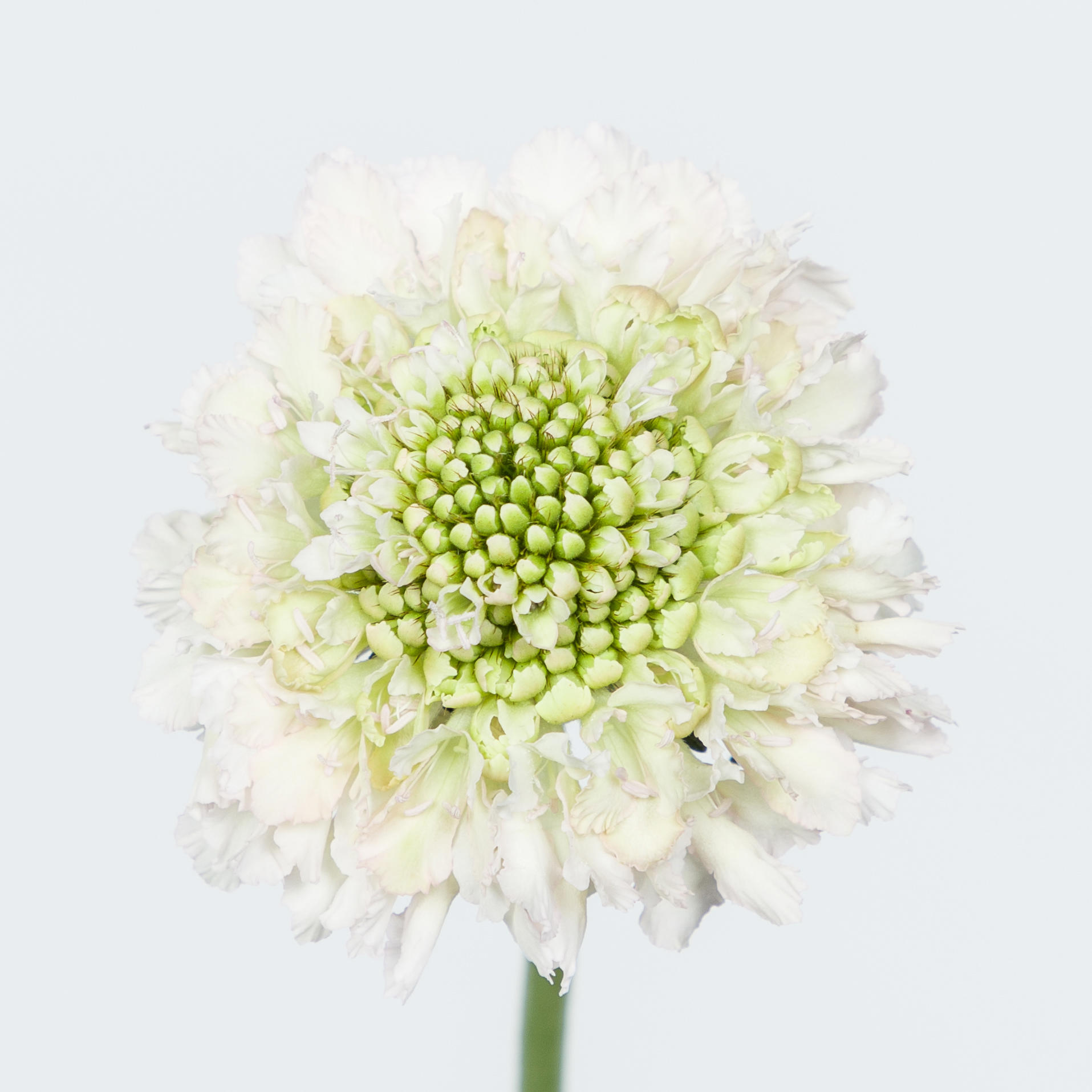 25x Scabiosa french vanilla bon bon scoop 60cm