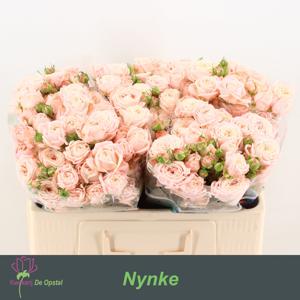 10x Rosa nynke 50cm
