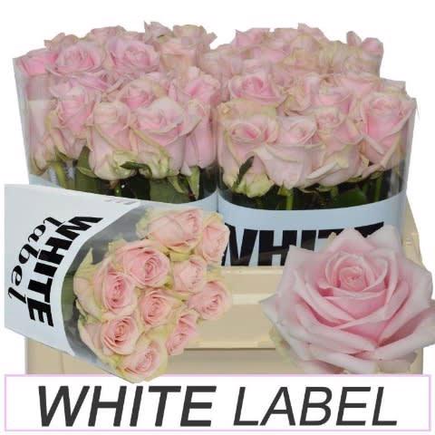 10x Rosa sweet avalanche+ 60cm