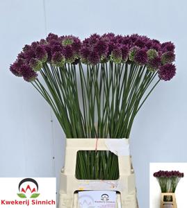 50x Allium sphaer.(kogel) 70cm