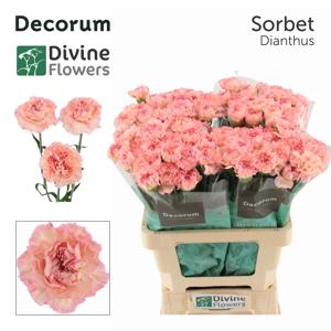 20x Dian.st.sorbet 60cm