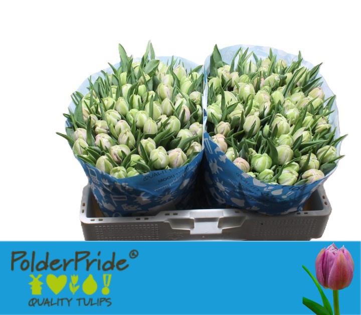 50x Tulipa katinka du 40cm