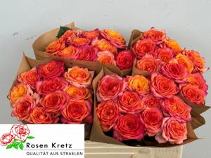 10x Rosa campari 50cm