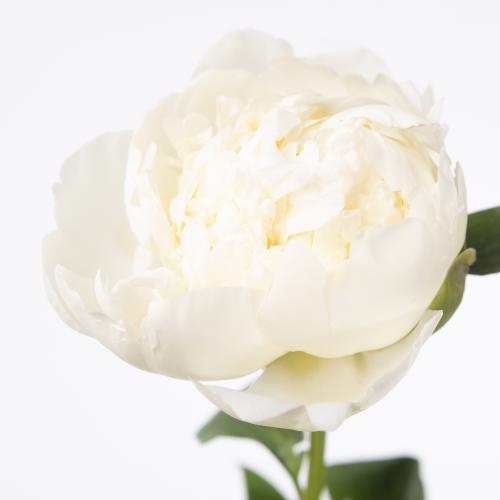 10x Paeonia bridal shower 50cm