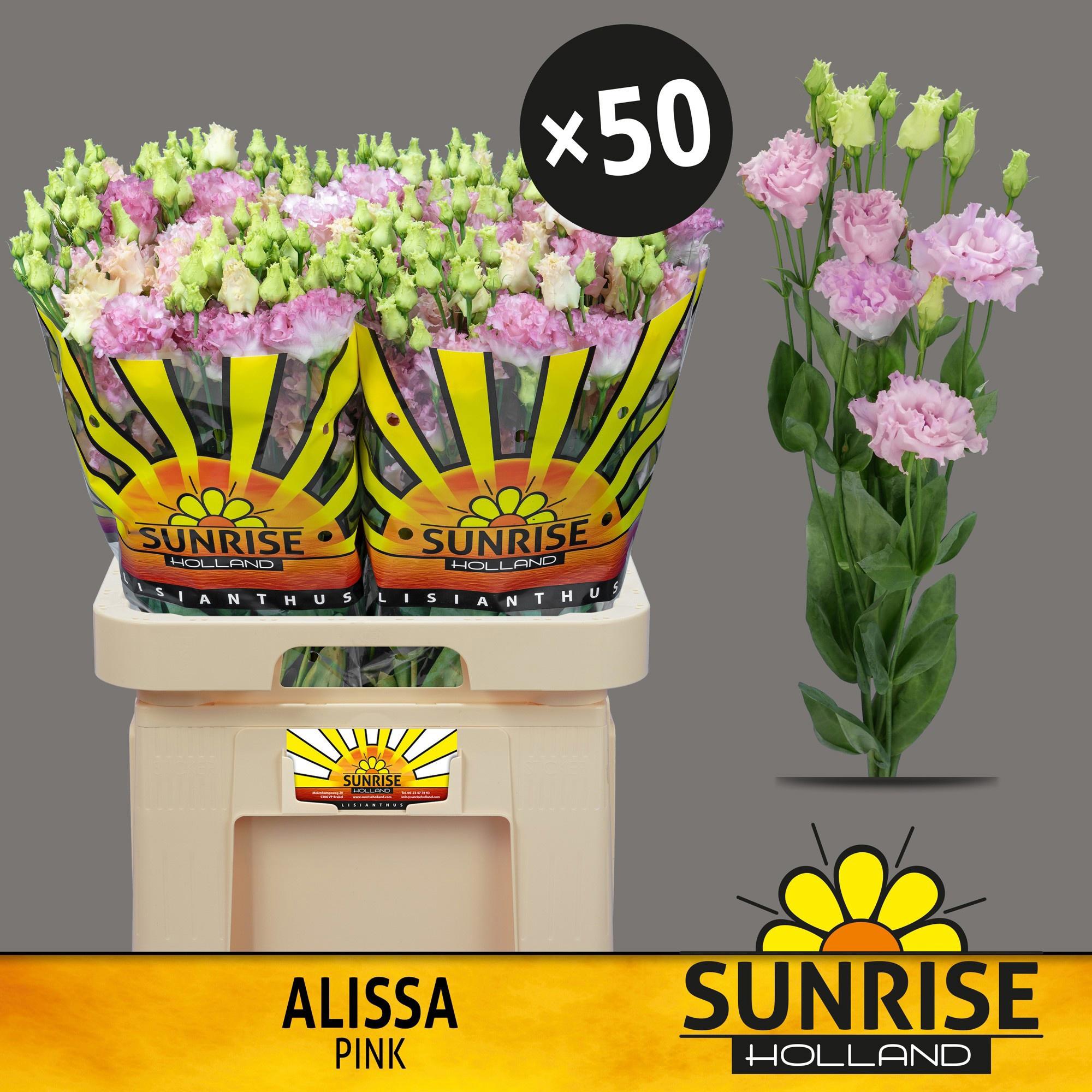 10x Eust.alissa pink du 70cm