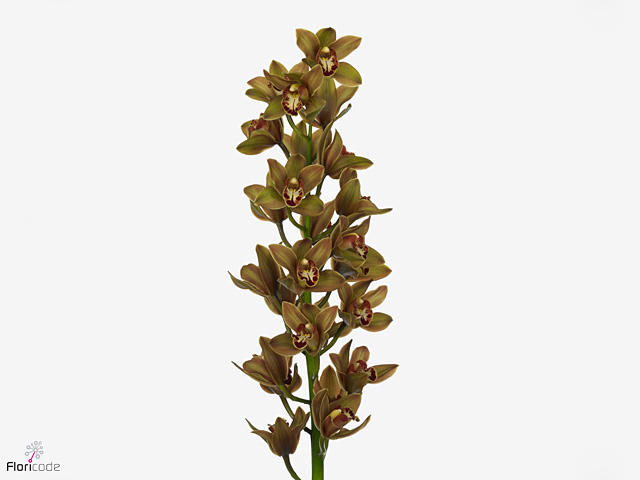 10x Mini cymb.teeflor 60cm