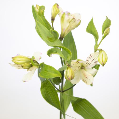 10x Alstroemeria flor.lolea 70cm