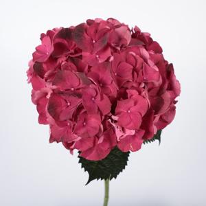 10x Hydr.mag.dark ruby 60cm