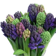 50x Hyac.mix var.5 kleuren 30cm