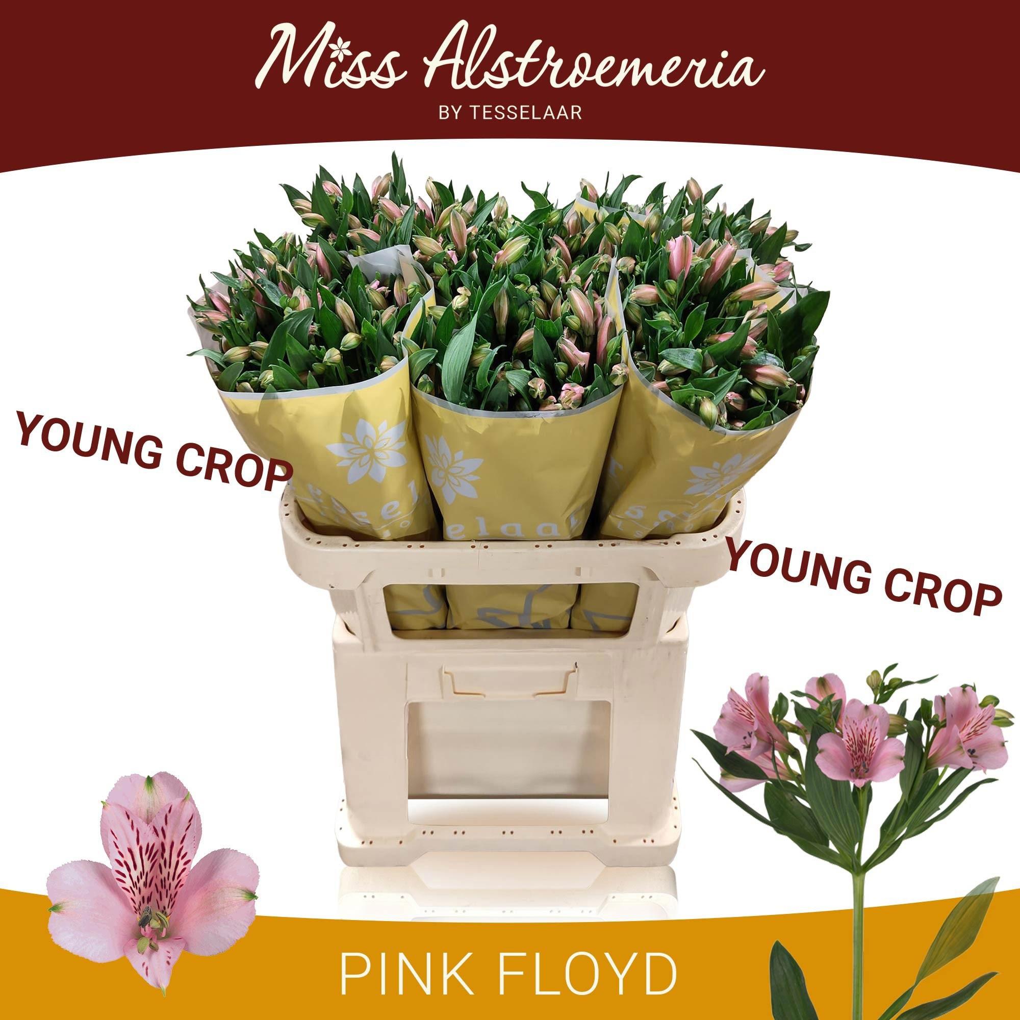10x Alstroemeria pink floyd 70cm