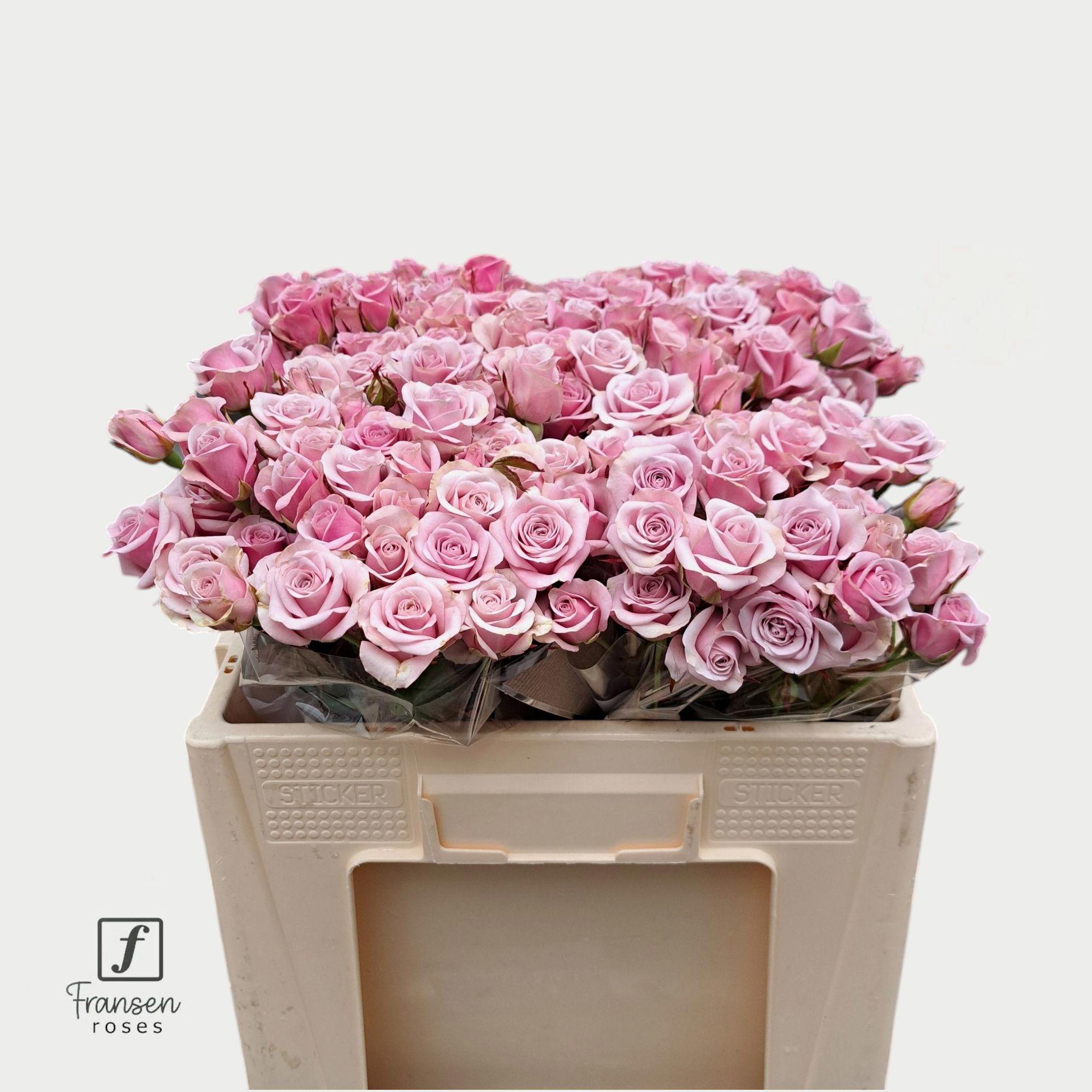 10x Rosa leila 50cm