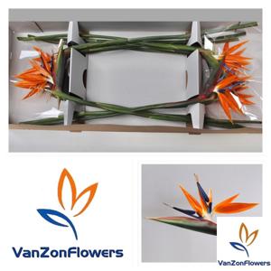 12x Strelitzia reginae 20cm