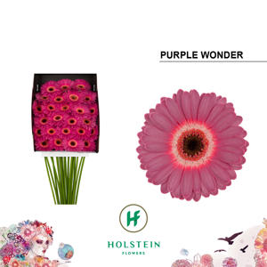 25x Germ.purple wonder 70cm